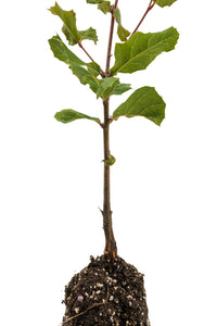 Coast Live Oak | Medium Tree Seedling | The Jonsteen Company