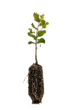 Load image into Gallery viewer, Coast Live Oak | Medium Tree Seedling | The Jonsteen Company