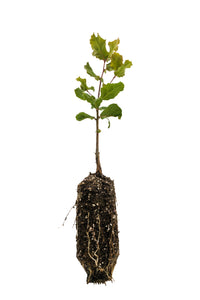 Coast Live Oak | Medium Tree Seedling | The Jonsteen Company
