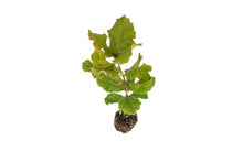 Load image into Gallery viewer, Coast Live Oak | Medium Tree Seedling | The Jonsteen Company