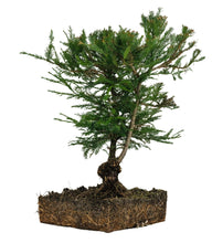 Load image into Gallery viewer, Bonsai Special | Coast Redwood (E3)
