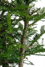 Load image into Gallery viewer, Bonsai Special | Coast Redwood (E3)