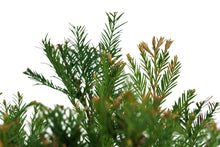 Load image into Gallery viewer, Bonsai Special | Coast Redwood (E3)