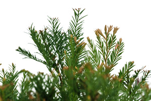 Bonsai Special | Coast Redwood (E3)