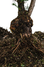 Load image into Gallery viewer, Bonsai Special | Coast Redwood (E3)