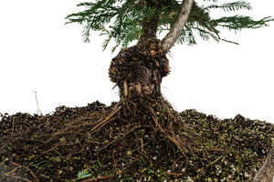 Bonsai Special | Coast Redwood (E3)