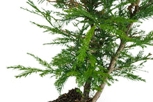 Load image into Gallery viewer, Bonsai Special | Coast Redwood (E3)