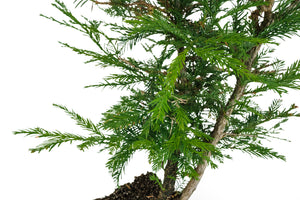 Bonsai Special | Coast Redwood (E3)