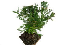 Load image into Gallery viewer, Bonsai Special | Coast Redwood (E3)