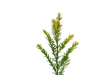 Load image into Gallery viewer, Clonal Coast Redwood | Small-Sized Fast-Growing Forestry Sapling
