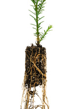 Load image into Gallery viewer, Clonal Coast Redwood | Small-Sized Fast-Growing Forestry Sapling