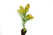 Load image into Gallery viewer, Clonal Coast Redwood | Small-Sized Fast-Growing Forestry Sapling