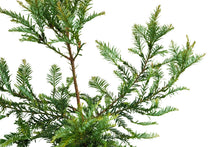 Load image into Gallery viewer, Coast Redwood | XL Tree Seedling | The Jonsteen Company