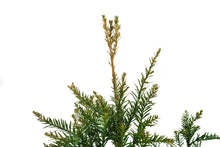 Load image into Gallery viewer, Coast Redwood | XL Tree Seedling | The Jonsteen Company