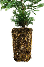 Load image into Gallery viewer, Coast Redwood | XL Tree Seedling | The Jonsteen Company