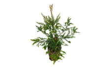 Load image into Gallery viewer, Coast Redwood | XL Tree Seedling | The Jonsteen Company