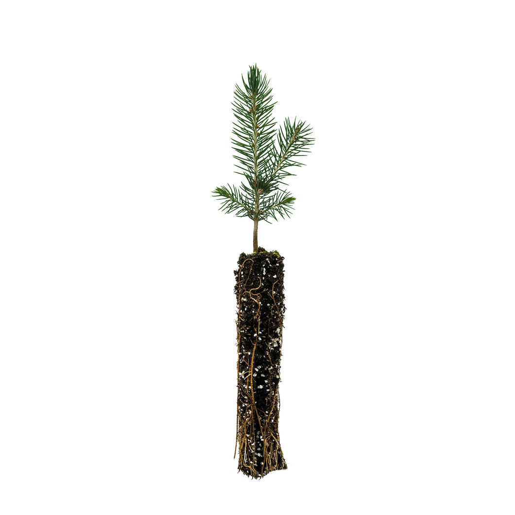 Colorado Blue Spruce | Small Tree Seedling | The Jonsteen Company