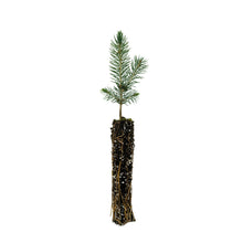 Load image into Gallery viewer, Colorado Blue Spruce | Packaged Live Tree | The Jonsteen Company
