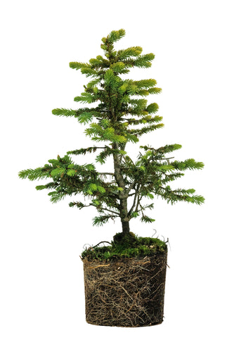 Bonsai Special | Blue Spruce (B7)