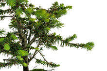 Load image into Gallery viewer, Bonsai Special | Blue Spruce (B7)