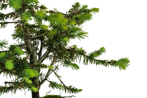 Bonsai Special | Blue Spruce (B7)