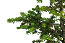 Load image into Gallery viewer, Bonsai Special | Blue Spruce (B7)