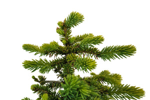 Bonsai Special | Blue Spruce (B7)