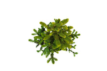 Load image into Gallery viewer, Bonsai Special | Blue Spruce (B7)