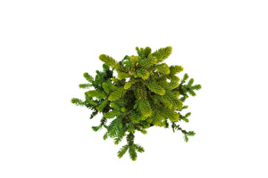 Bonsai Special | Blue Spruce (B7)