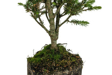 Load image into Gallery viewer, Bonsai Special | Blue Spruce (F6)