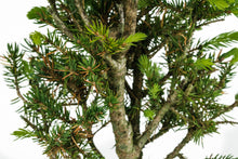 Load image into Gallery viewer, Bonsai Special | Blue Spruce (F6)