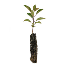 Load image into Gallery viewer, Common Apple | Small Tree Seedling | The Jonsteen Company