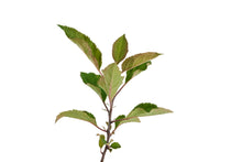 Load image into Gallery viewer, Common Apple | Small Tree Seedling | The Jonsteen Company