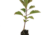 Load image into Gallery viewer, Common Apple | Small Tree Seedling | The Jonsteen Company