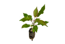 Load image into Gallery viewer, Common Apple | Small Tree Seedling | The Jonsteen Company