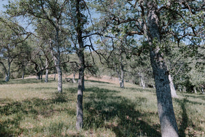 Blue Oak | The Jonsteen Company