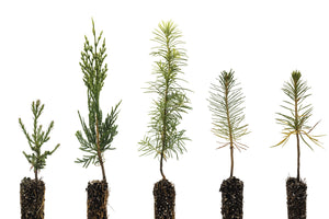 Conifers of the Sierra Nevada | Collection of 5 Seedlings | The Jonsteen Company