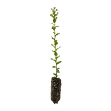 Load image into Gallery viewer, Cork Oak | Medium Tree Seedling | The Jonsteen Company