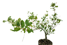 Load image into Gallery viewer, Bonsai Special | Cork Oak (A3)