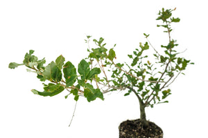 Bonsai Special | Cork Oak (A3)