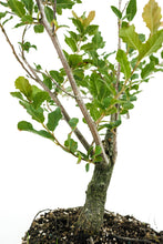 Load image into Gallery viewer, Bonsai Special | Cork Oak (A3)