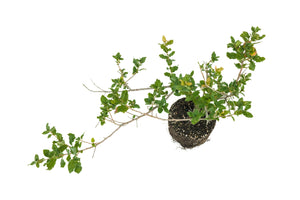 Bonsai Special | Cork Oak (A3)