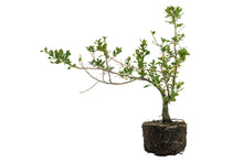 Load image into Gallery viewer, Bonsai Special | Cork Oak (A3)