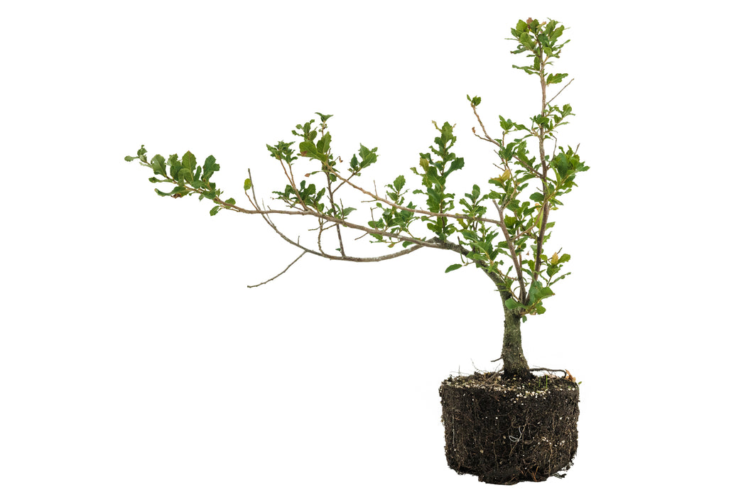 Bonsai Special | Cork Oak (A3)