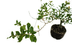 Bonsai Special | Cork Oak (A3)