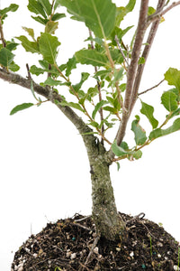 Bonsai Special | Cork Oak (A3)