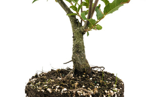 Bonsai Special | Cork Oak (A3)