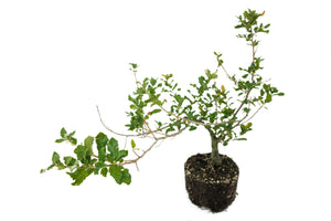 Bonsai Special | Cork Oak (A3)