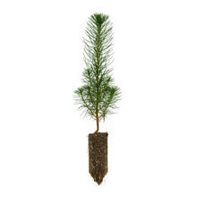 Load image into Gallery viewer, Coulter Pine | Medium Tree Seedling | The Jonsteen Company