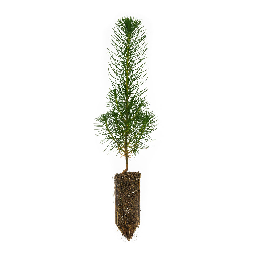 Coulter Pine | Medium Tree Seedling | The Jonsteen Company